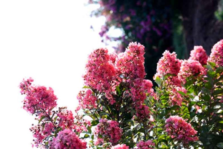Lagerstroemia 'Coral Magic', Crape Myrtle 'Coral Magic', Crapemyrtle 'Coral Magic', Shrub, Coral Flowers, Coral Crape Myrtle, Pink Flowers, Pink Crape Myrtle