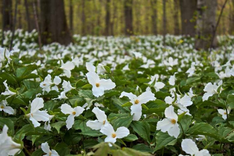 Trillium grandiflorum, White Trillium, American Wake-Robin, American Wood Lily, Large White Wood Lily , White Wake Robin, Wake-Robin, Snow Trillium