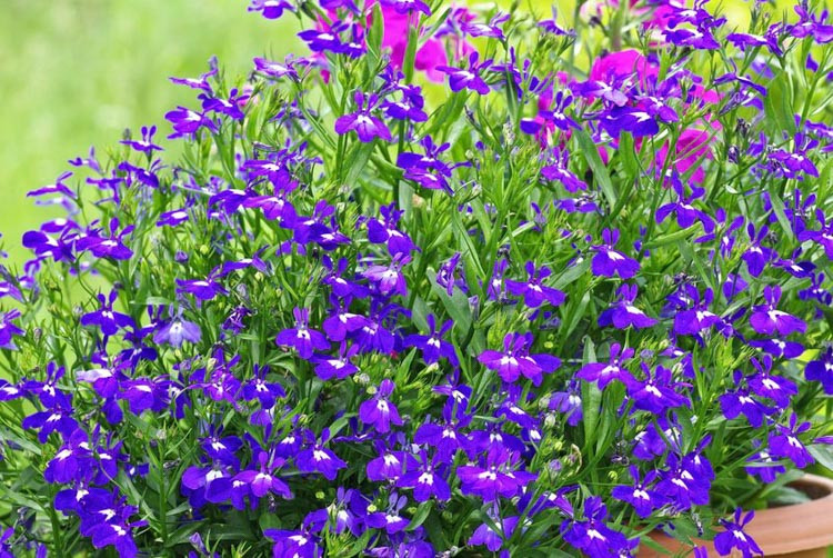Lobelia,lobelia herb, lobelia plant,trailing lobelia,lobelia cardinalis,lobelia flower,blue lobelia,lobelia siphilitica,lobelia fulgens,cardinal flower, Lobelia erinus,Lobelia speciosa, Lobel