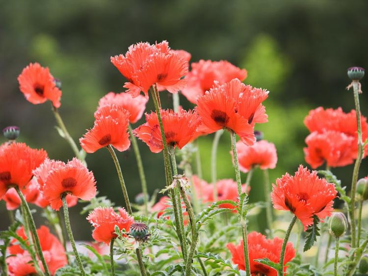 papaver, poppy, poppies,papaver rhoeas,papaver nudicaule,papaver orientale,poppy plants,red poppies,poppy flowers,red poppy,poppy flower,poppies flowers,red poppy flower,remembrance poppies,p