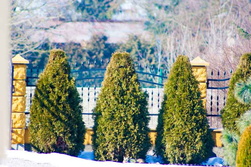 Thuja,  Arborvitae, White Cedar, Northern White Cedar, Swamp Cedar, Western Arborvitae, Western Red Cedar , British Columbia Cedar, Californian White Cedar, Giant Arbovitae, Thuja occidentali
