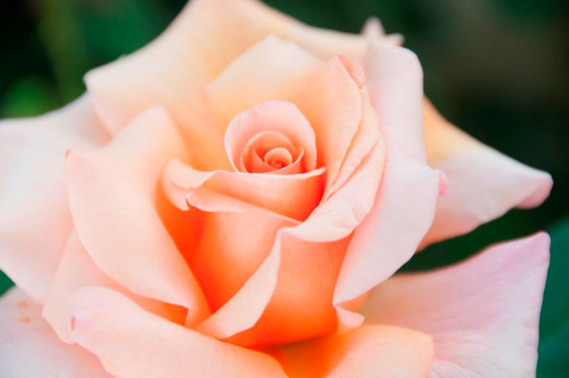 Hybrid Tea Roses, Shrub Roses, Great Roses, Top Roses, English Roses, Floribunda Roses, Grandiflora Roses, Landscape roses. Polyantha Roses