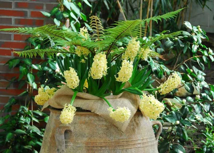 Hyacinth City of Haarlem, Hyacinth 'City of Haarlem', Dutch Hyacinth, Hyacinthus Orientalis, Common Hyacinth, Spring Bulbs, Spring Flowers, yellow hyacinth, yellow flower