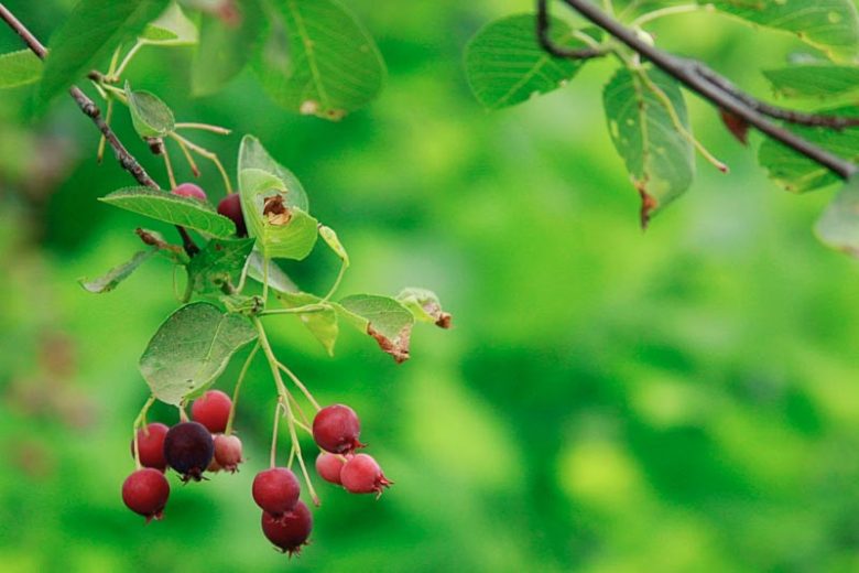 Amelanchier lamarckii, Juneberry, Snowy Mespilus, Amelanchier botryapium, Amelanchier canadensis, Amelanchier laevis, Shrub, Fall color, Shrub with berries