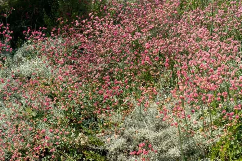 Eriogonum grande var. rubescens,  San Miguel Island Buckwheat, Redflower Pacific Island Wild Buckwheat , Redflower Buckwheat, Large Redflower Buckwheat, California Native Plant, Drought Tolerant Plants