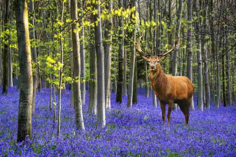 English Bluebells, Spanish Bluebells, Wild Hyacinth, Bluebells, Wood Bells, Hyacinthoides hispanica, Hyacinthoides non-scripta, Blue flowers, Blue Bluebells, Pink Bluebells, White Bluebells