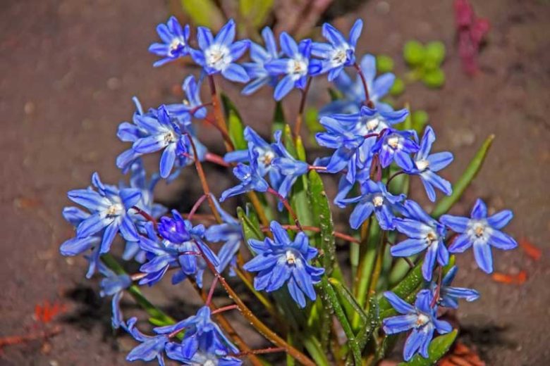 Triteleia Laxa Queen Fabiola, Triteleia Queen Fabiola, Ithuriel's Spear Queen Fabiola, Triplet Lily Queen Fabiola, Grassnut Queen Fabiola, Spring Bulbs, Spring Flowers, Blue Flowers