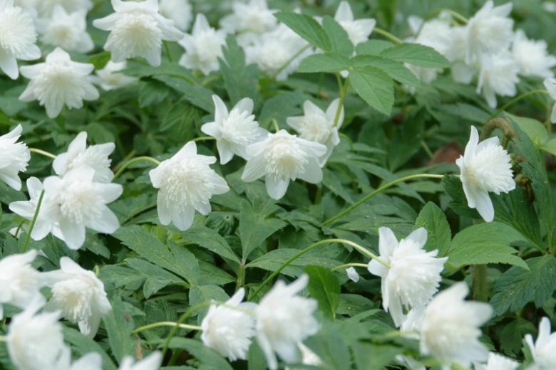 Anemone nemorosa 'Alba Plena', Wood Anemone 'Alba Plena', Lady's Nightcap 'Alba Plena', Moonflower 'Alba Plena', Nightcaps 'Alba Plena', Old Woman's Nest 'Alba Plena', Wind-Flower 'Alba Plena', Wood Crowfoot 'Alba Plena', Wood Windflower 'Alba Plena', Double Anemones