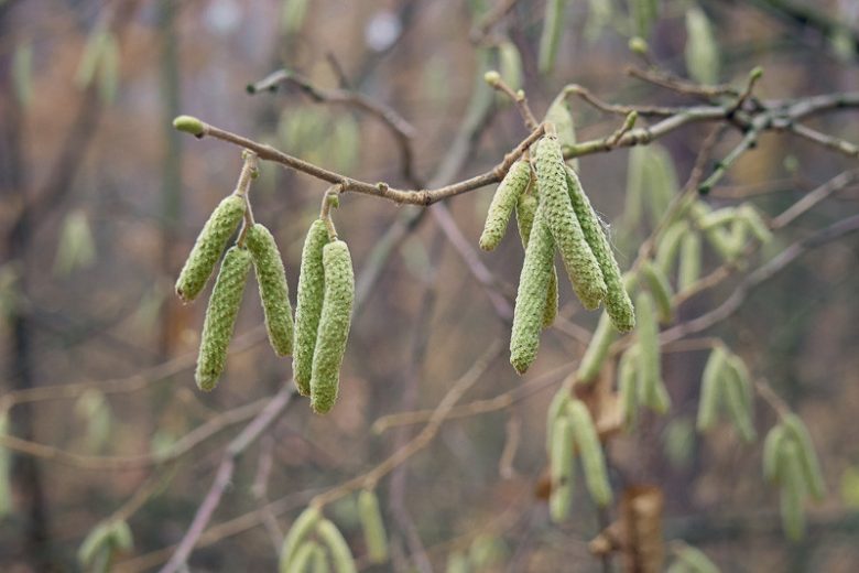 Corylus americana, American Hazelnut, American Filbert, , Deciduous Shrubs, Fall color, Yellow catkins