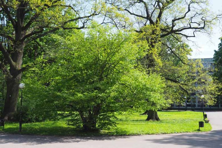 Hazelnut, Filbert, Hazel, Cobnut, Hale Nut, Wood Nut, Corylus avellana, Deciduous Shrubs, Fall color, Yellow catkins