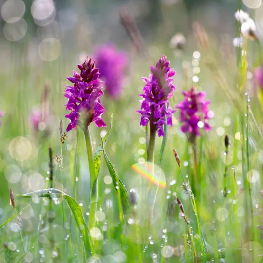 Dactylorhiza majalis, Western Marsh Orchid, Broad-Leaved Marsh Orchid, Hardy Orchid, Purple Orchid