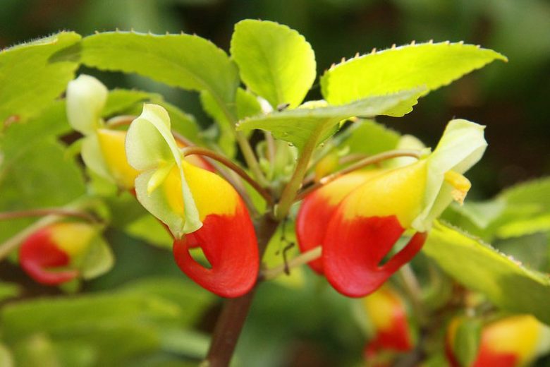 Impatiens niamniamensis, Parrot Plant, Shade Flowers, Bicolor Impatiens
