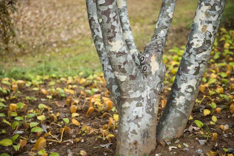 Pinus bungeana, Lacebark Pine, Chinese Lacebark Pine , Evergreen Conifer, Evergreen Shrub, Conifer,