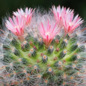 Mammillaria, Mammillaria elongata, Mammillaria polythele, Mammillaria spinosissima, Mammillaria bocasana, Mammillaria hahniana, Mammillaria matudae, Mammillaria bombycina, Mammillaria plumosa