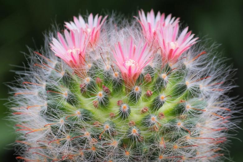 Mammillaria, Mammillaria elongata, Mammillaria polythele, Mammillaria spinosissima, Mammillaria bocasana, Mammillaria hahniana, Mammillaria matudae, Mammillaria bombycina, Mammillaria plumosa