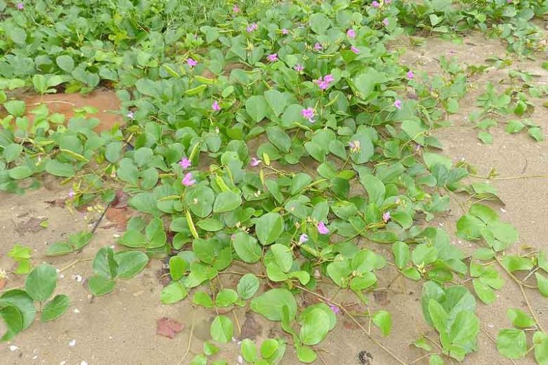Canavalia rosea, Baybean, Seaside Jackbean, Coastal Jackbean, Beachbean, Mackenzie Bean, Canavalia lineata, Canavalia maritima, Perennial Groundcover, Native Florida Groundcover, Purple Flowers