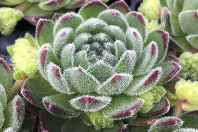 Sempervivum Sugar Shimmer, Hens and Chicks Sugar Shimmer, Houseleek Sugar Shimmer, Chick Charms Series, succulent, evergreen succulent, Silver Succulent, drought tolerant perennial, drought tolerant plant