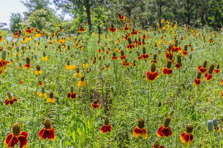 Ratibida columnifera, Upright Prairie Coneflower, Mexican Hat, Mexican Hat Plant, Prairie Coneflower, Prairieconeflower, Redspike Mexican Hat, Column Flower, Obelisk Flower