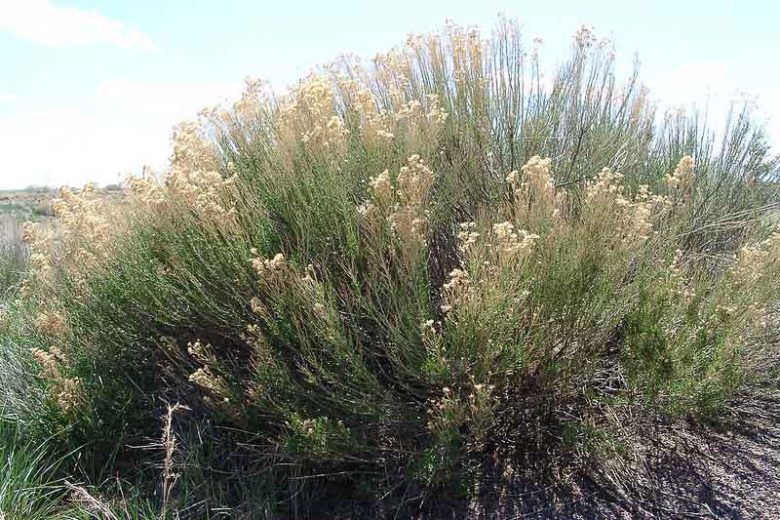 Baccharis sarothroides, Desert Broom, Broom Baccharis