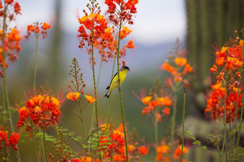 Caesalpinia, Bird of Paradise, Yellow Bird of Paradise, Red Bird of Paradise, Mexican Bird of Paradise,  Caesalpinia pulcherrima, Caesalpinia mexicana, Caesalpinia gilliesii