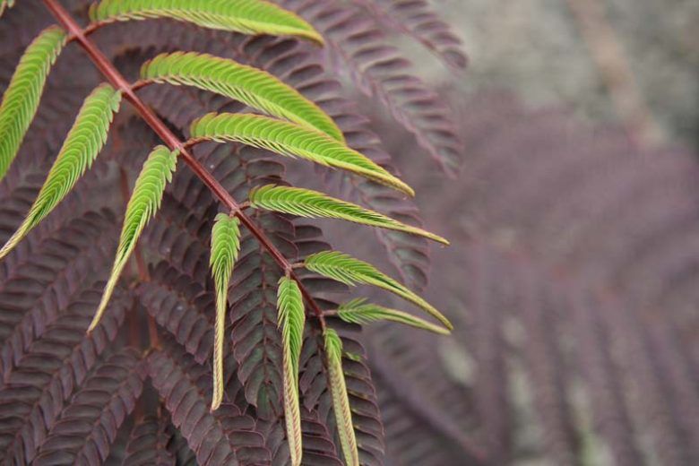 Albizia julibrissin Summer Chocolate, Albizia julibrissin, Silk Tree, Mimosa, Dark foliage, pink flowers, fragrant shrub