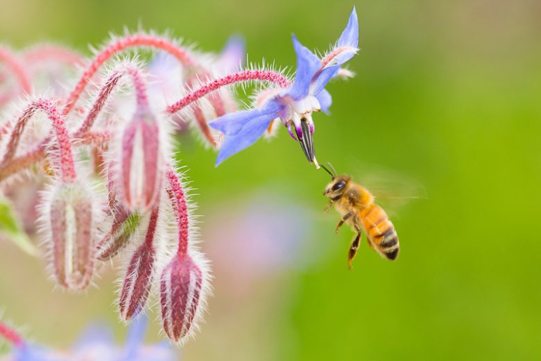 Borago Officinalis,  Borage, Cool Tankard, Talewort, Tailwort, Blue flowers