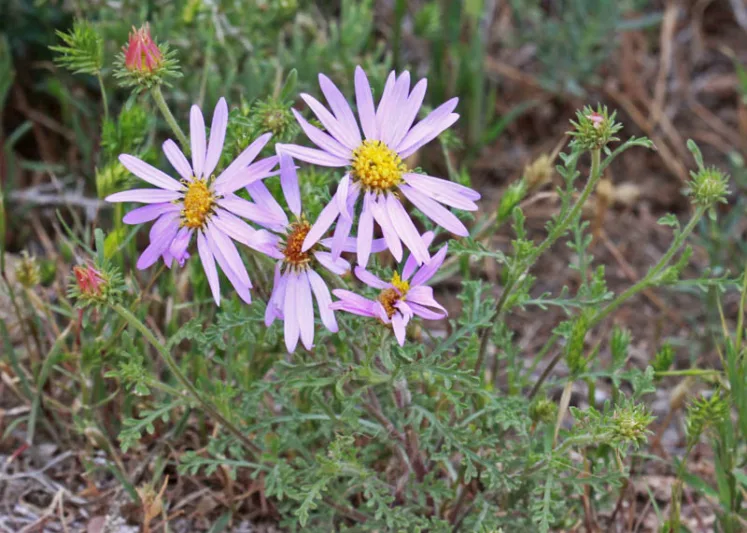 Machaeranthera tanacetifolia,Tahoka Daisy, Tansy-Aster, Tansey-Leaf Tansy-Aster, Aster tanacetifolius, Machaeranthera coronopifolia, Machaeranthera parthenium, Summer Perennials, Summer Flowers, Lavender Asters, Blue Asters