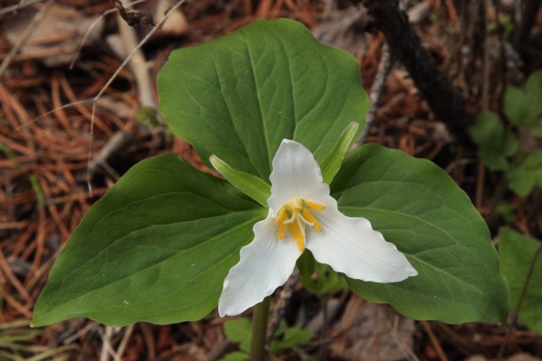 Trillium ovatum, Pacific Trillium, Pacific Wake-Robin, Western Trillium, Western Wake-Robin, Coast Trillium, Coast Wake-Robin, White Trillium, White Flowers