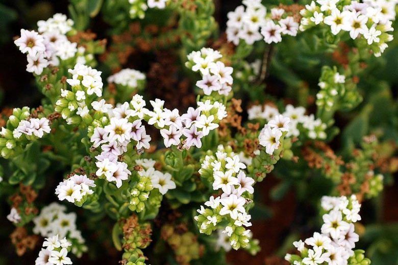 Heliotropium curassavicum,Salt Heliotrope, Seaside Heliotrope, Quail Plant, Cola De Mico, Cola De Gama
