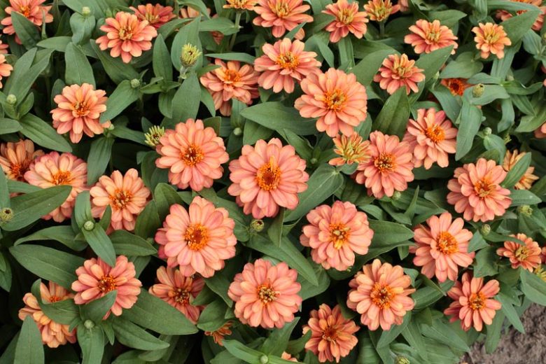 Zinnia Profusion Series, Zinnia Elegans 'Profusion, Zinnia Angustifolia 'Profusion', Zinnia x Hybrida 'Profusion', Drought tolerant plants, heat tolerant plants, Humidity tolerant plants, Low maintenance plants