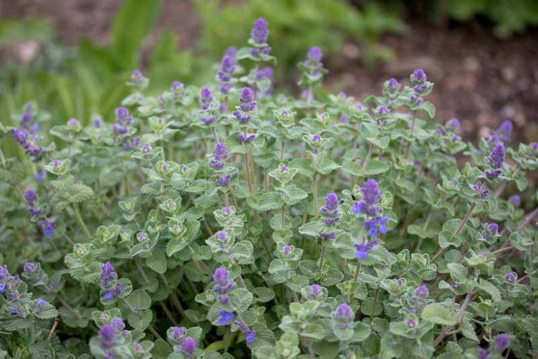 nepeta racemosa, catmint, persian catmint