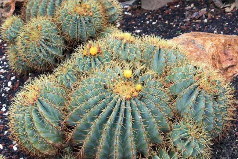 Ferocactus glaucescens, Blue Barrel Cactus, Glaucous Barrel Cactus, Bisnaga glaucescens, Echinocactus glaucescens, Echinocactus pfeifferi, Ferocactus pfeifferi