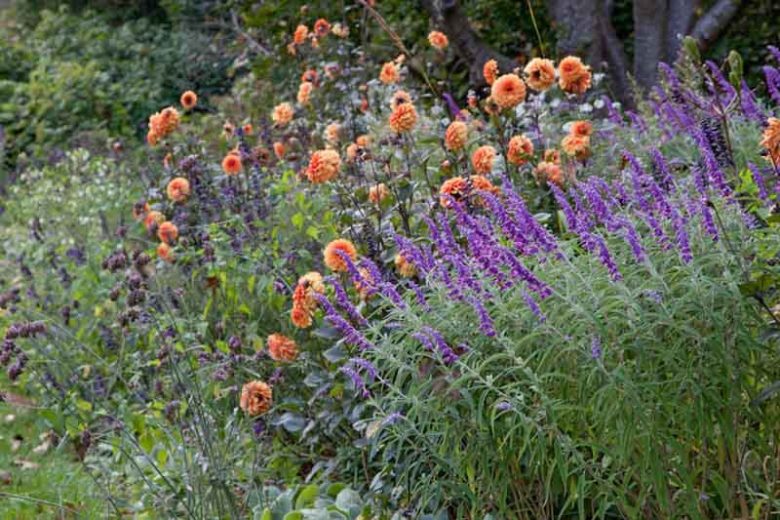 Salvia Leucantha, Mexican Bush Sage, Fall flowering perennial