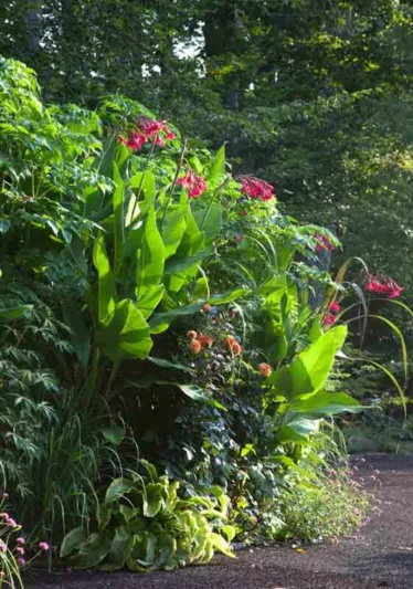 Canna x ehemanii, Canna 'Ehemanii', Canna iridiflora, Ehemanii Canna, Canna Lily bulbs, Canna lilies, Pink Canna, Pink Flowers