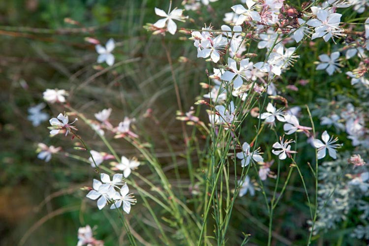 Gaura Lindheimeri 'Whirling Butterflies', Lindheimer's Beeblossom 'Whirling Butterflies', White Indian Feather, Gaura 'Whirling Butterflies', drought tolerant perennials, White Gaura, White flowers, deer tolerant flowers