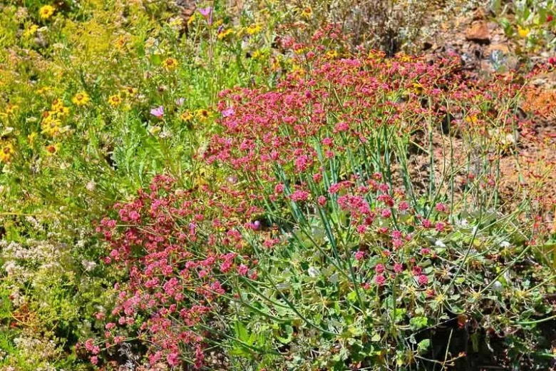Eriogonum grande var. rubescens,  San Miguel Island Buckwheat, Redflower Pacific Island Wild Buckwheat , Redflower Buckwheat, Large Redflower Buckwheat, California Native Plant, Drought Tolerant Plants