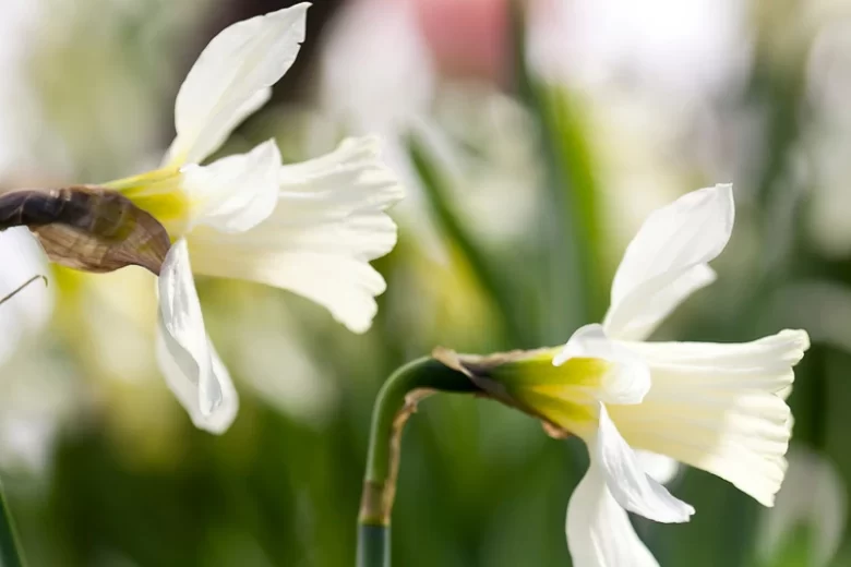 Narcissus WP Milner, Daffodil 'W.P. Milner', Trumpet Daffodil 'W.P. Milner', Trumpet Daffodil, Spring Bulbs, Spring Flowers, Trumpet Narcissus, Dwarf daffodil