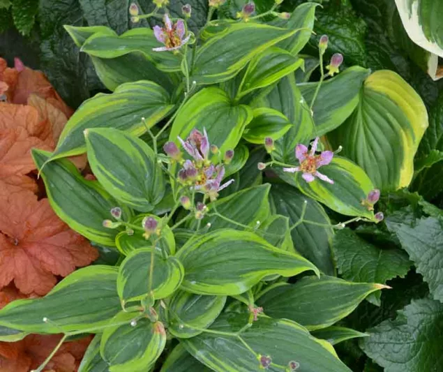 Tricyrtis Formosana 'Autumn Glow', Toad Lily 'Autumn Glow', Purple flowers, flowers for shade, Fall perennial, Shade perennial