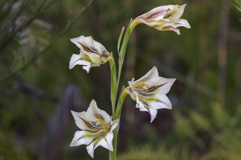 Gladiolus tristis, Marsh Afrikaner, Sad-Flowered Sword Lily, Evening Flower, Ever-Flowering Gladiolus, Fragrant Gladiolus, Fragrant Sword Lily,  Summer Gladiolus, Summer Sword Lily, Fall Gladiolus, Fall Sword Lily