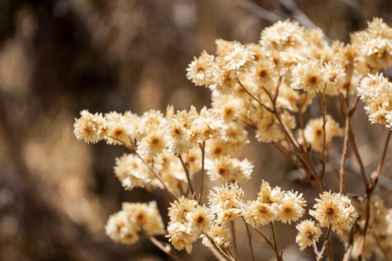 Pseudognaphalium californicum, Ladies' Tobacco, California Rabbit Tobacco, California Cudweed, California Everlasting, Green Everlasting, Gnaphalium californicum, California Native Plants
