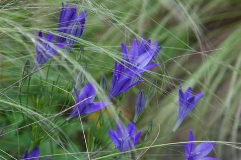 Triteleia Laxa Queen Fabiola, Triteleia Queen Fabiola, Ithuriel's Spear Queen Fabiola, Triplet Lily Queen Fabiola, Grassnut Queen Fabiola, Spring Bulbs, Spring Flowers, Blue Flowers