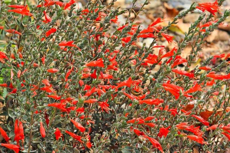 Zauschneria californica 'Calistoga', California Fuchsia  'Calistoga', Zauschneria cana 'Calistoga', Zauschneria 'Calistoga', Epilobium californicum 'Calistoga', Epilobium canum 'Calistoga'