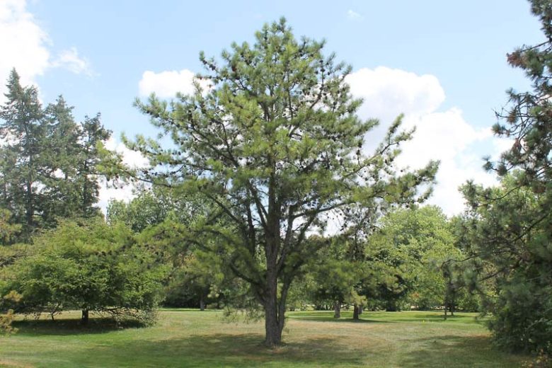 Pinus rigida, Pitch Pine, Torch Pine, Evergreen Tree, Evergreen Shrub, Conifer