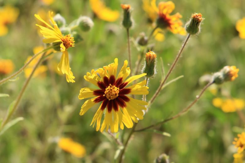 Madia elegans, Common Madia, Elegant Madia, Spring Madia, Tarweed, Drought tolerant plants, dry soil plants, heat tolerant plants, humidity tolerant plants, yellow flowers