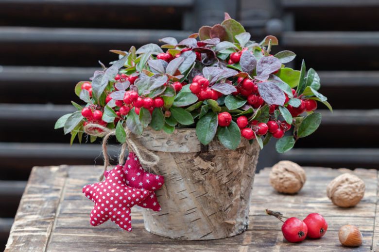 Gaultheria procumbens, Checkerberry, Wintergreen, American Mountain Tea, Aromatic Wintergreen, Boxberry, Canada Tea, Canterberry, Chequerberry, Chickenberry, Chinks, Creeping Checkerberry, Creeping Wintergreen