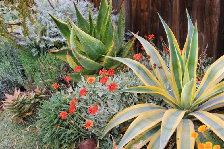 Agave weberi 'Arizona Star, Variegated Weber Agave, Variegated Agave