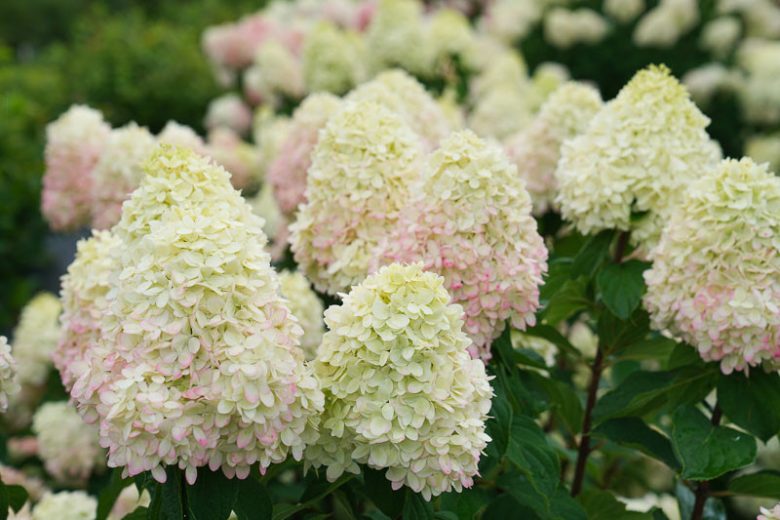 Hydrangea Paniculata Limelight Prime, Limelight Prime Hydrangea, Hydrangea Limelight Prime, Panicle Hydrangea Limelight Prime, Dwarf Hydrangea, Small Hydrangea