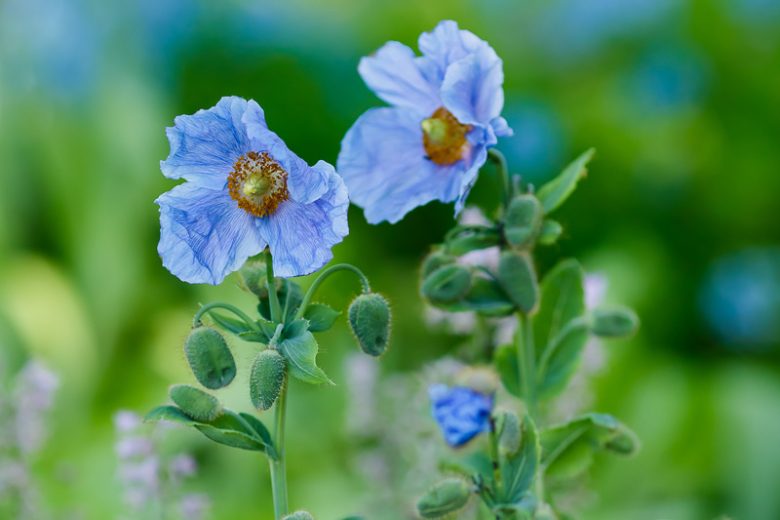 Meconopsis grandis, Himalayan Poppy, Himalayan Blue Poppy, Blue Poppy, Tibetan Poppy, blue flowers