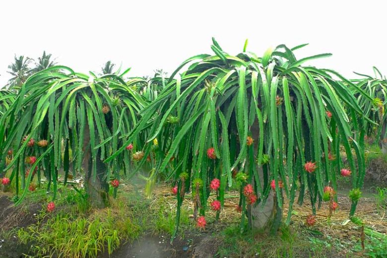 Hylocereus undatus, Dragonfruit, Dragon Fruit, Night-Blooming Cereus, Strawberry Pear, Pitahaya, Tuna, Nopal, Pitajaya, Belle of the Night, Conderella Plant, Honolulu Queen, Moonlight Cactus, Queen of the Night,