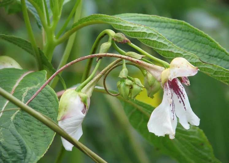 Impatiens tinctoria, Hardy Impatiens, Dyers Busy Lizzie, Shade Flowers, White Impatiens